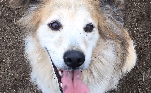 Rowayton Dog Park
